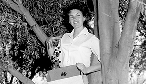 カリフォルニアの夢