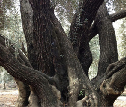 カリフォルニアライプオリーブの歴史