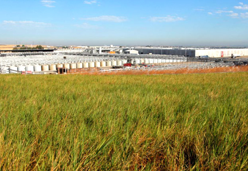 NyPa（飼料用牧草）