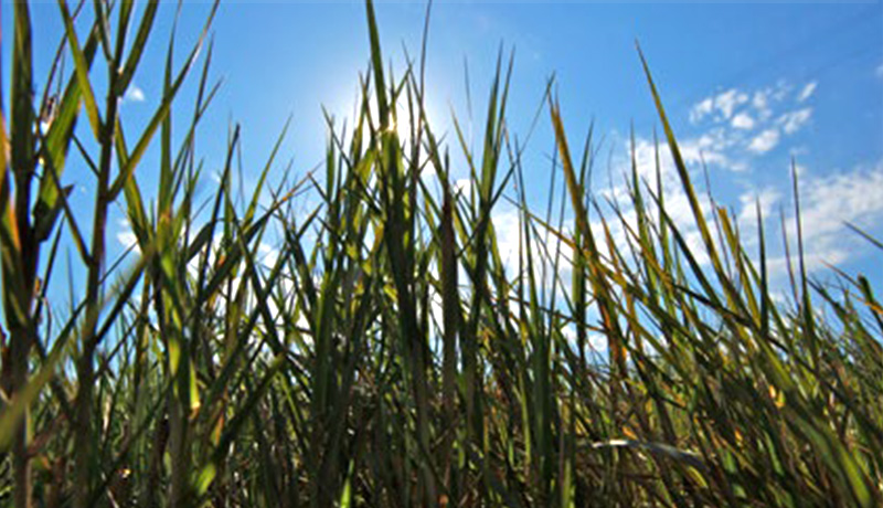 NyPa（飼料用牧草）