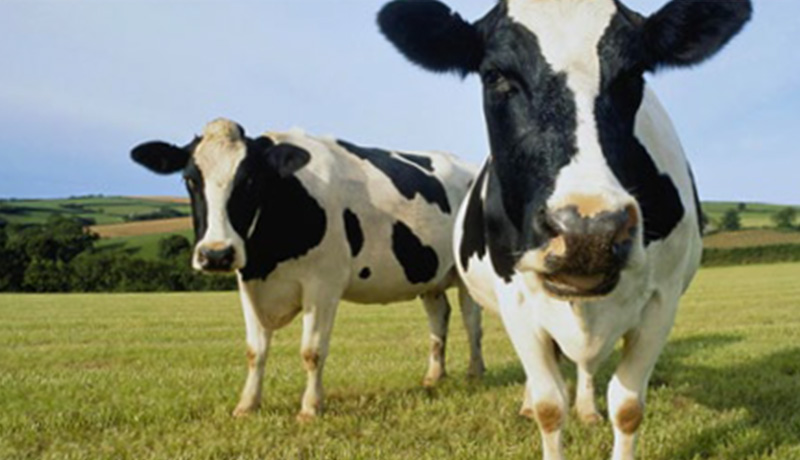 NyPa（飼料用牧草）